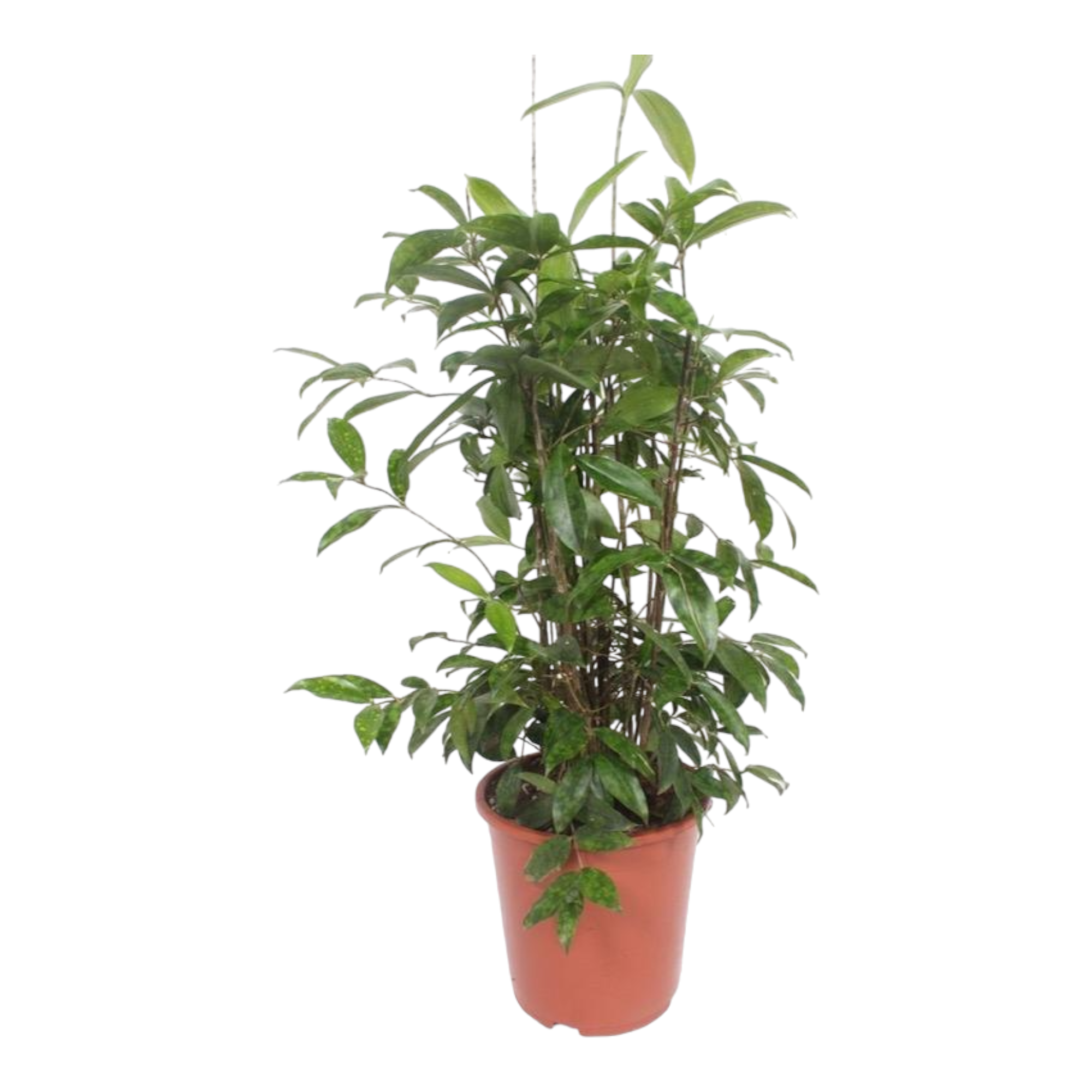 Plante d'intérieur - dracaena 'surculosa' 110.0cm