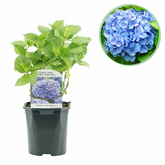 Hortensia blue – lot de 1 – pot 17 cm – hauteur 30 cm