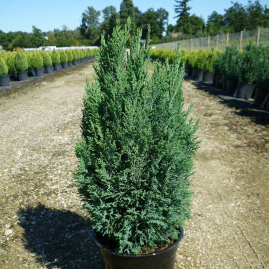 Cyprès de lawson ellwoodii, chamaecyparis lawsoniana pot de 4l - 40/60 cm