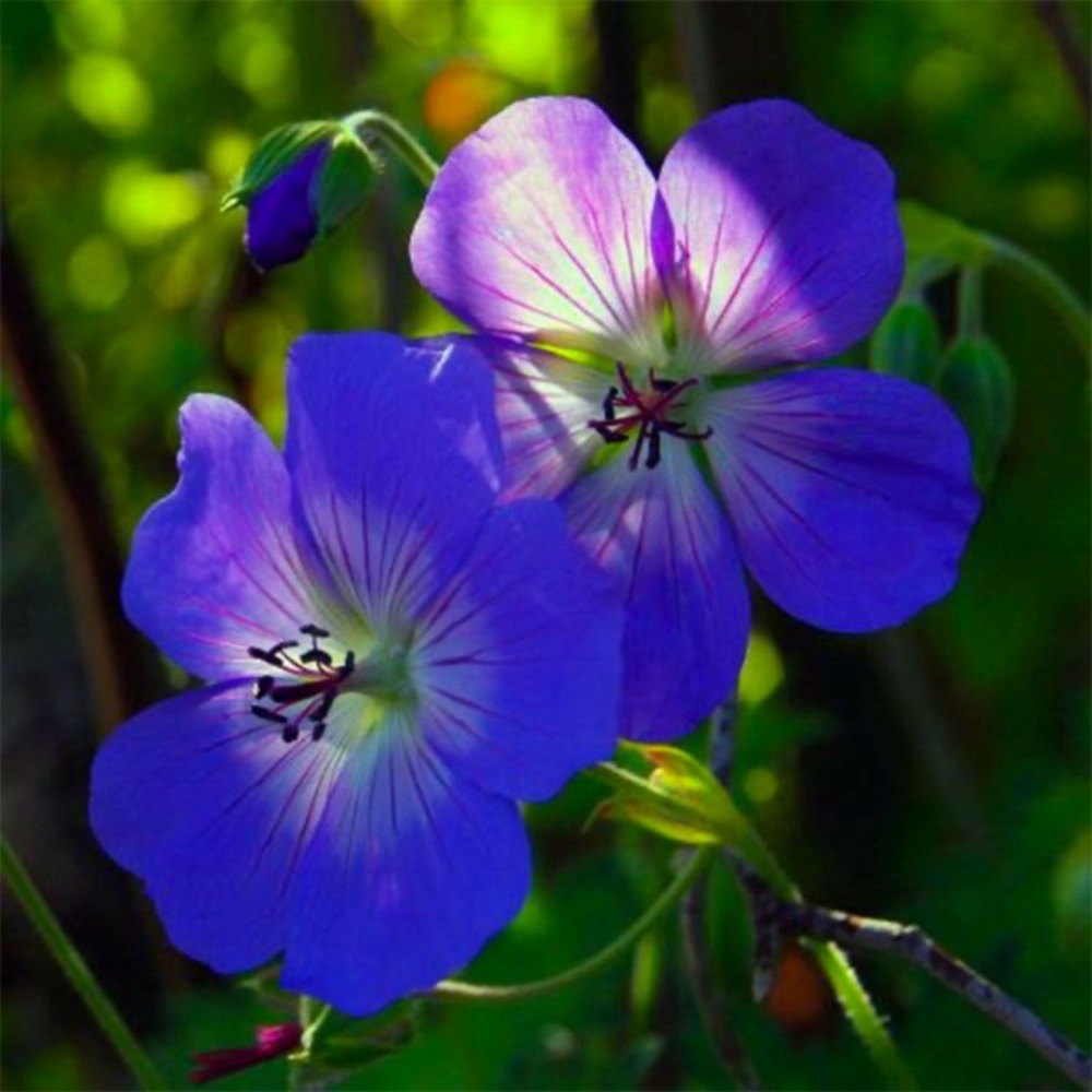 3 géraniums 'johnson's blue' (geranium)