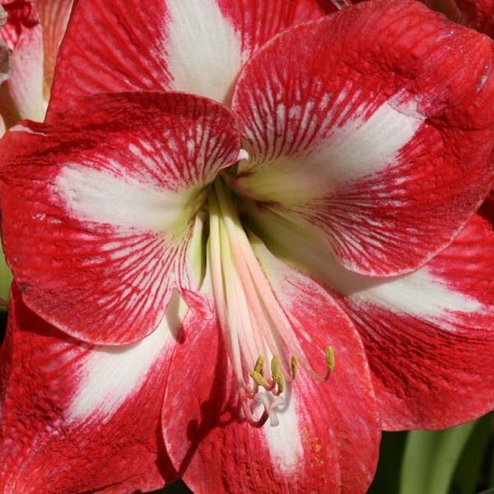 Amaryllis 'minerva' bulbe calibre 30/32