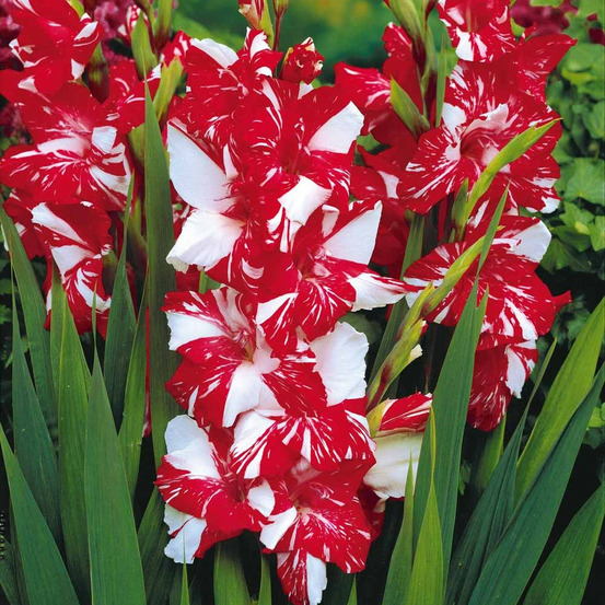 25 glaïeuls zizanie - le sachet de 25 bulbes / circonférence 12-14cm