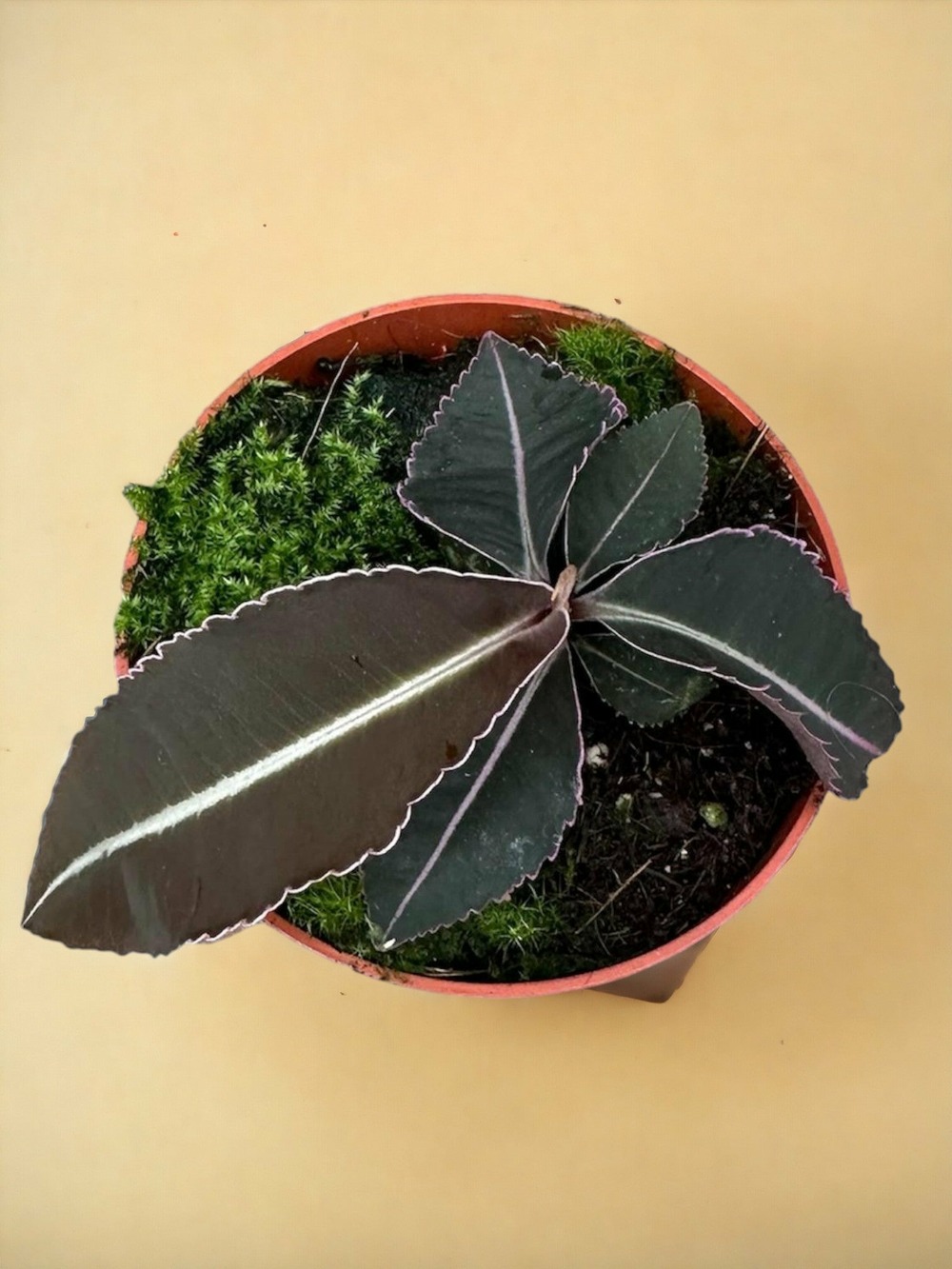 Labisia pumila