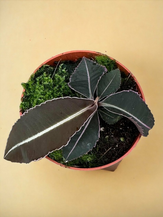 Labisia pumila