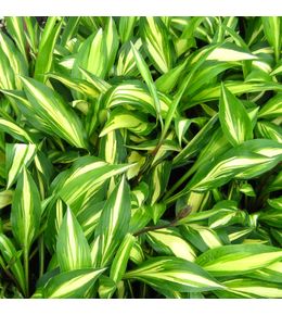 Hosta 'cherry berry' godet de 8/9 cm