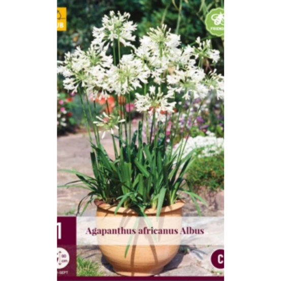 1 agapanthus africanus blanc