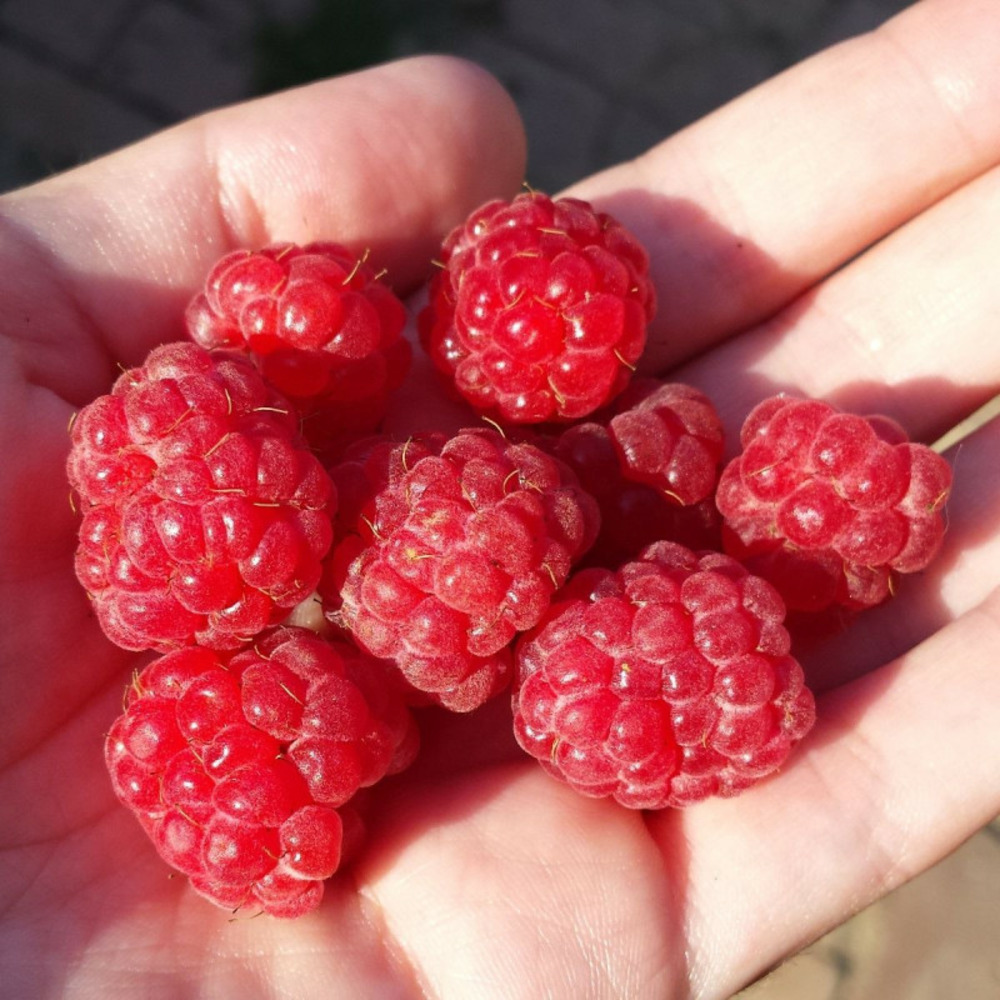 Framboisier mecker pot de 5l - 40/80 cm