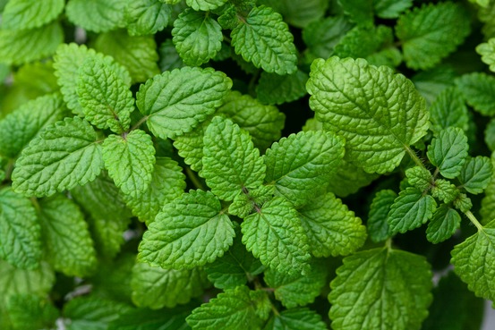 Sachet de graines de mélisse officinale citronnelle - sachet de 0,5 gramme - petite entreprise française