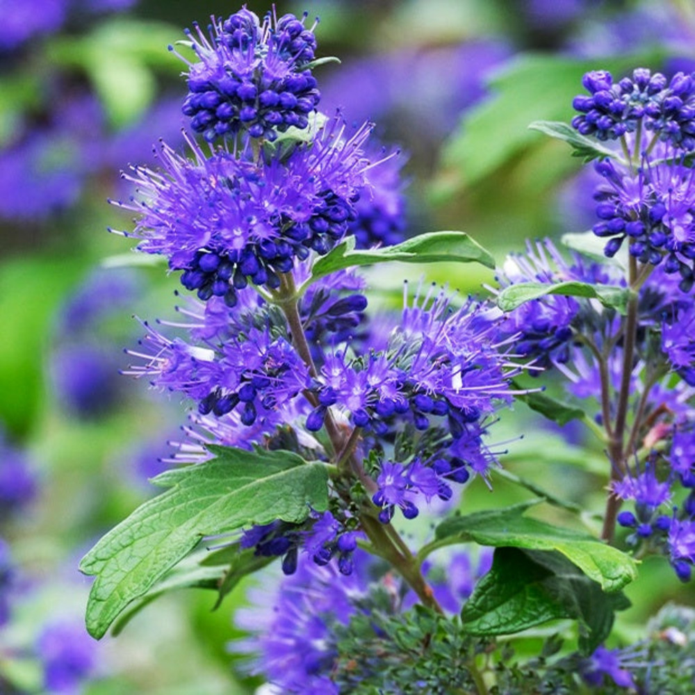 Caryopteris oiseau bleu - le pot / ø 9cm, vendu par lot de 2