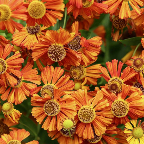 Hélénie indianersommer godet - 5/20 cm