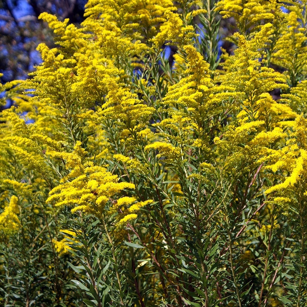 Verge d'or du canada - solidago canadensis godet de 7/8 cm