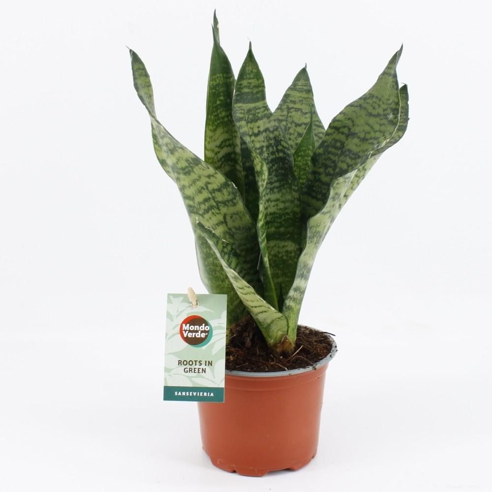 Sansevieria black coral - ø12cm - ↕35cm - plantes d'intérieur