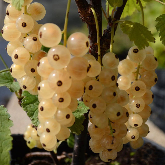 Groseillier 'zitavia' pot de 2l/3l, touffe