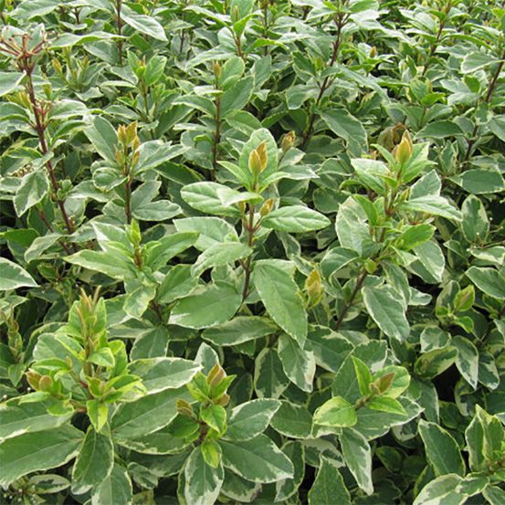 Viorne tin, laurier tin 'variegatum' pot de 2l/3l