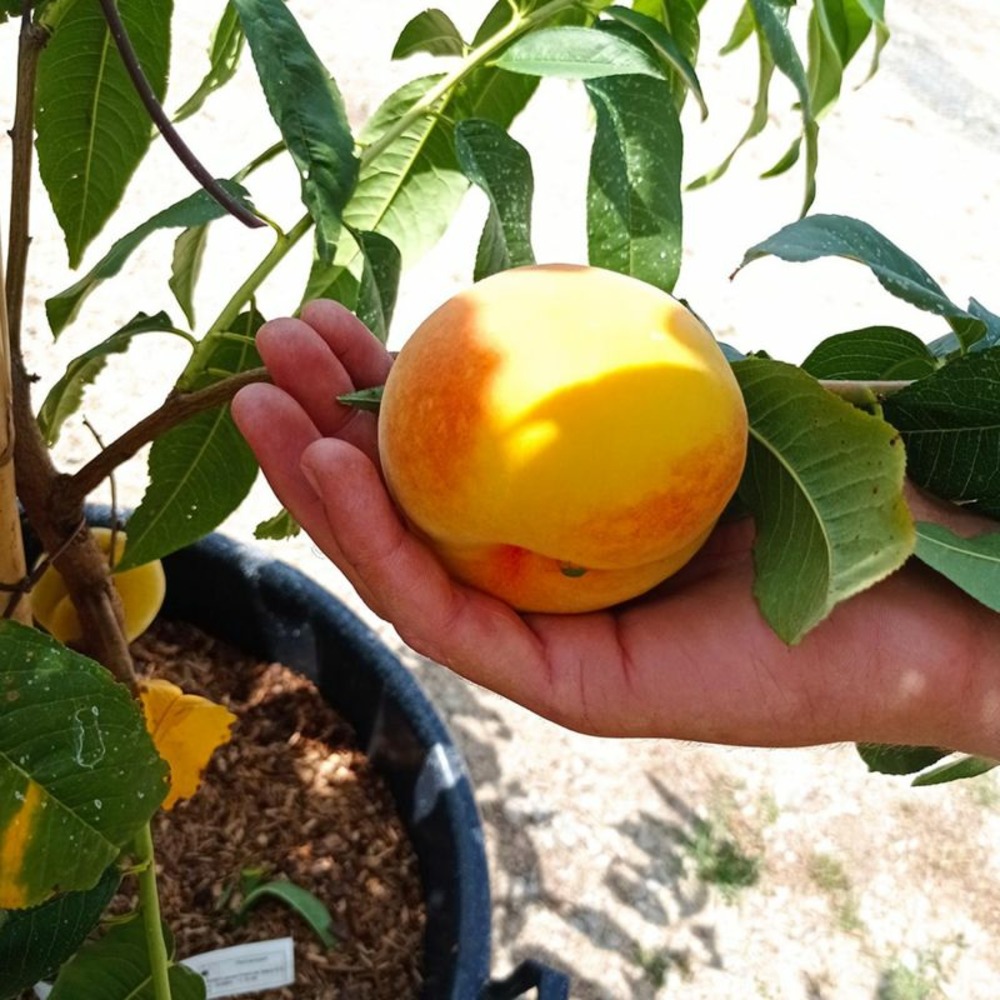 Pêcher nain 'peach me yellow' ® grocivac (prunus persica 'peach me yellow' ® grocivac)