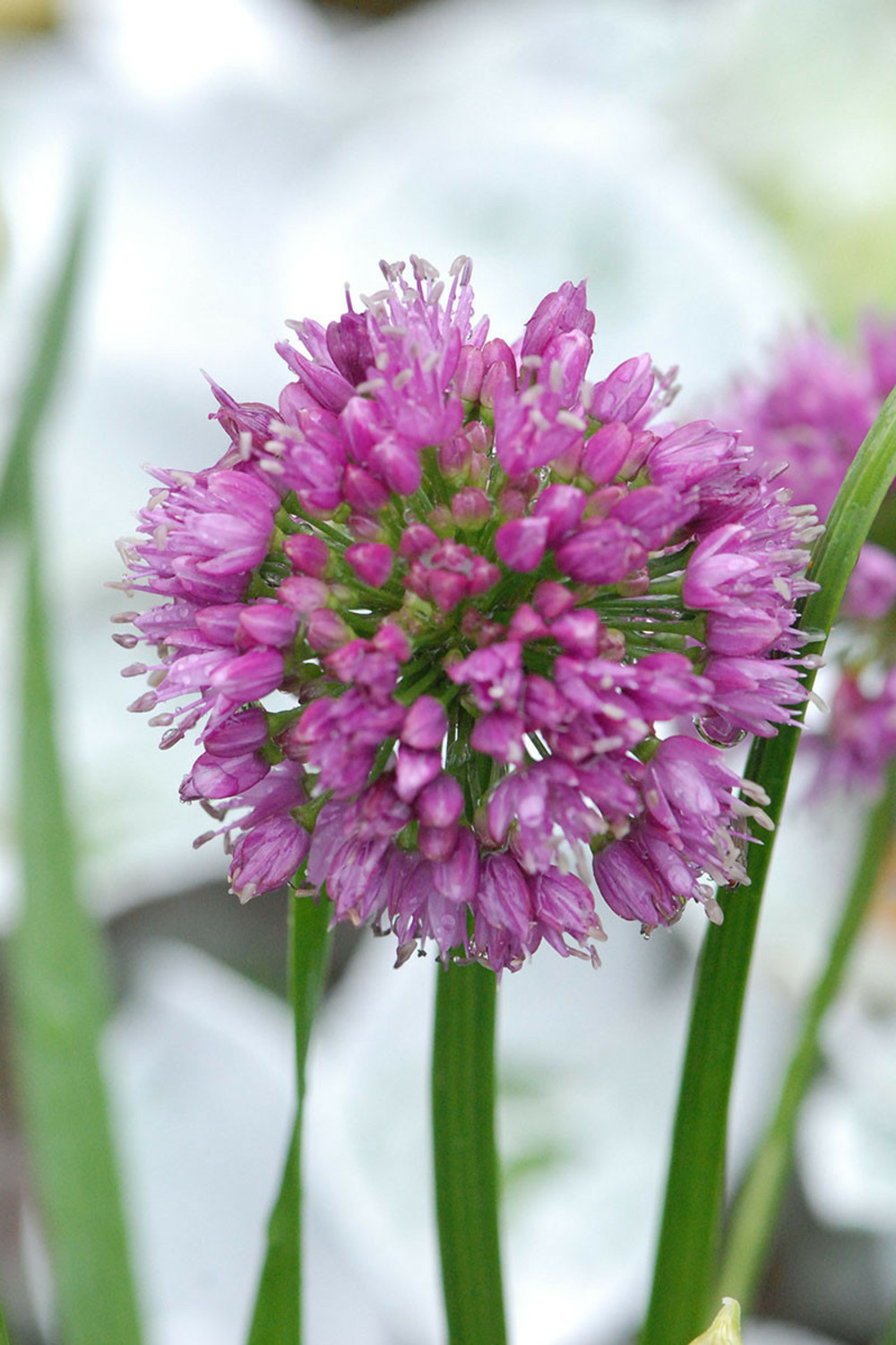 Allium 'millenium' - en pot de 3 litres