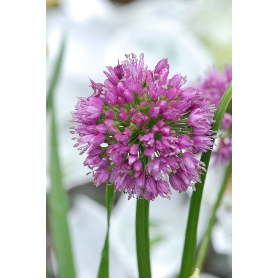 Allium 'millenium' - en pot de 3 litres