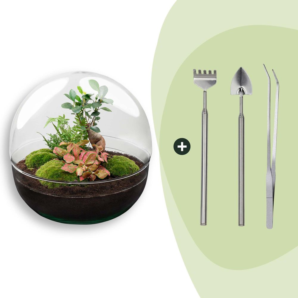 Terrarium à composer boule en verre recyclé - ø30-h30cm - avec râteau, pelle et pince - ficus ginseng - terrarium diy