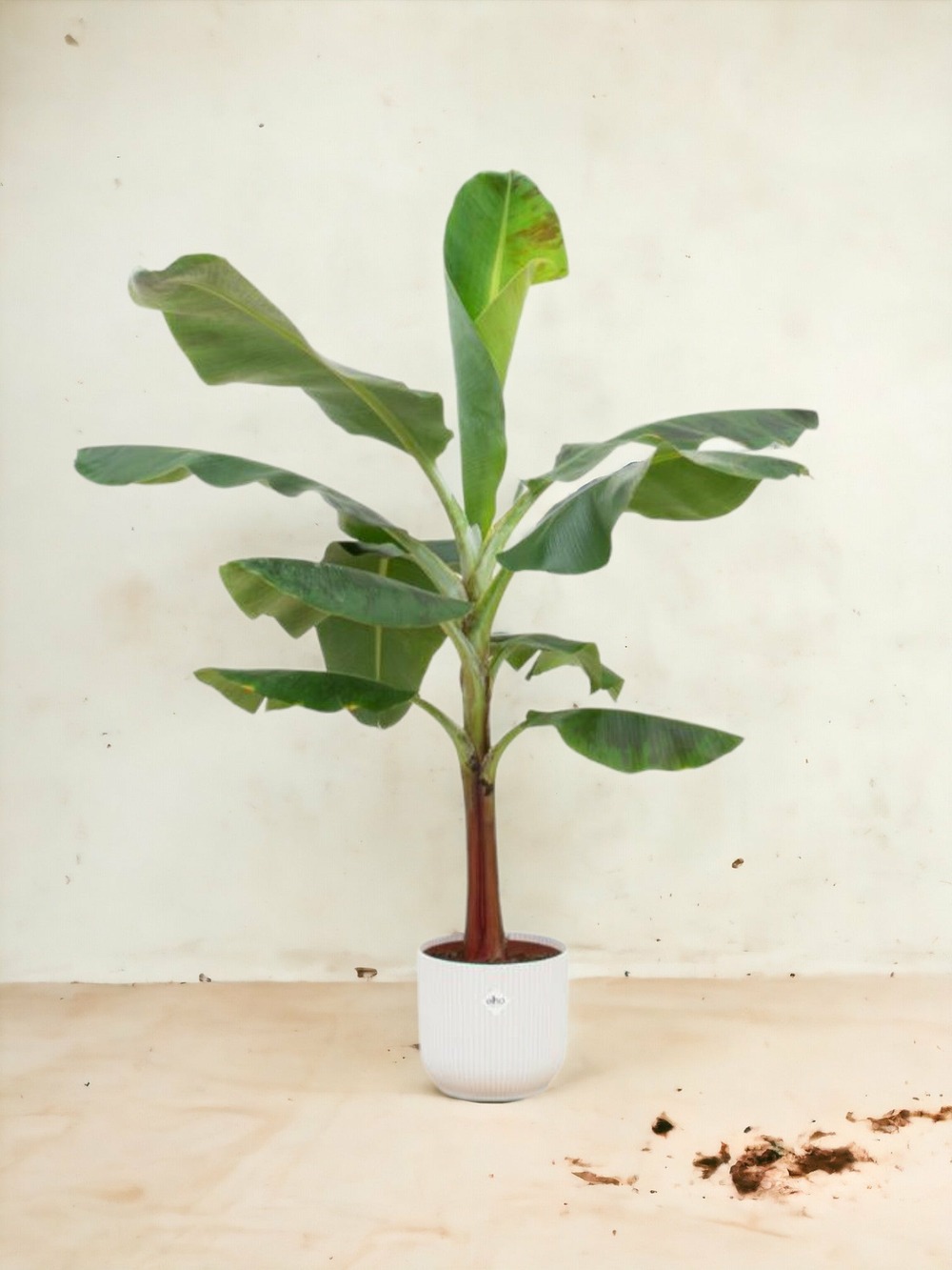 Bananier musa 120cm et son pot blanc 23cm - hauteur 120cm
