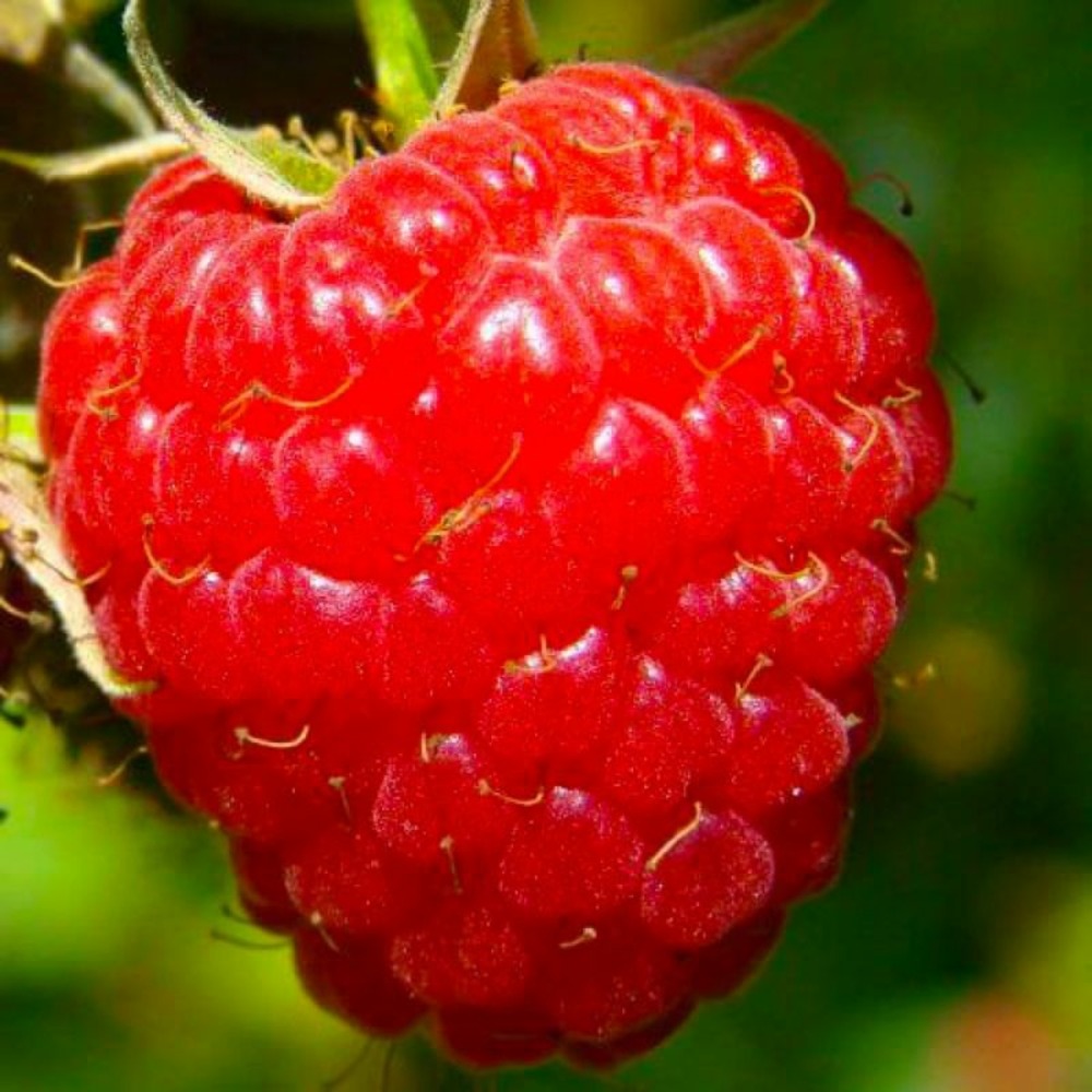 Framboisier Rouge 'Heritage'…