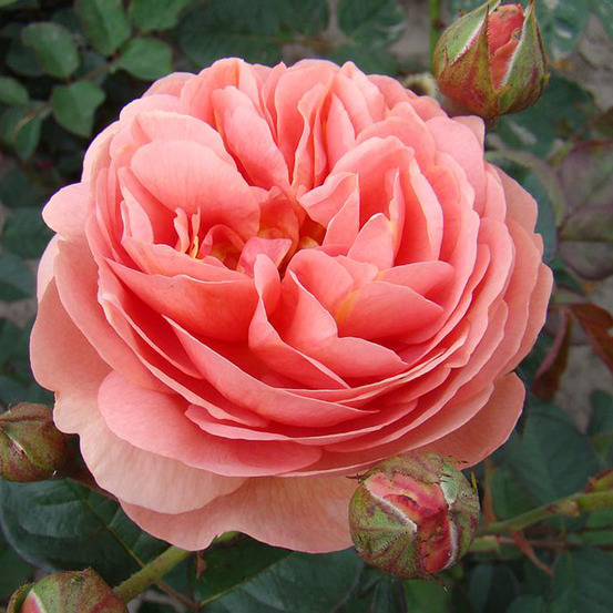 Rosier moderne 'park abbey rose' pot de 4l/5l