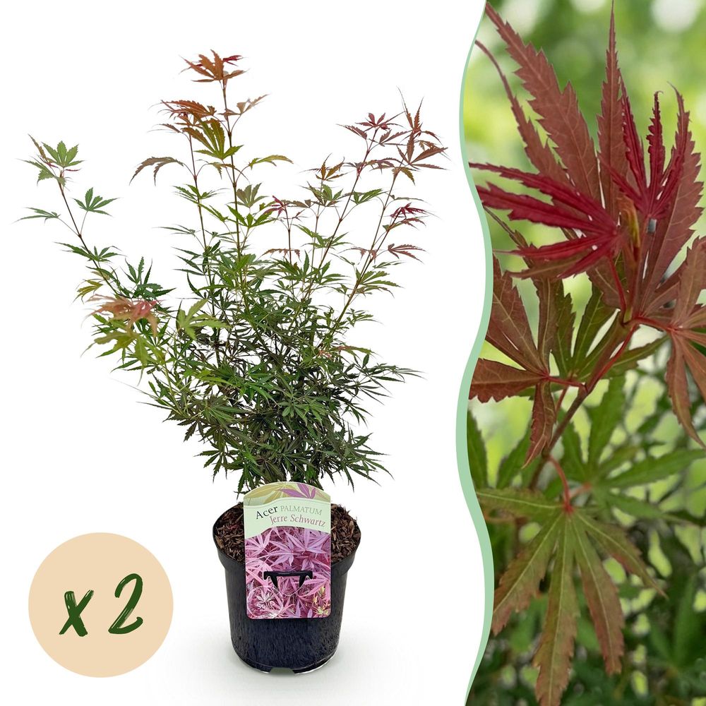 Érable du japon 'jerre schwartz' - lot de 2 - pot 19 cm - hauteur 70 cm - plante d'extérieur