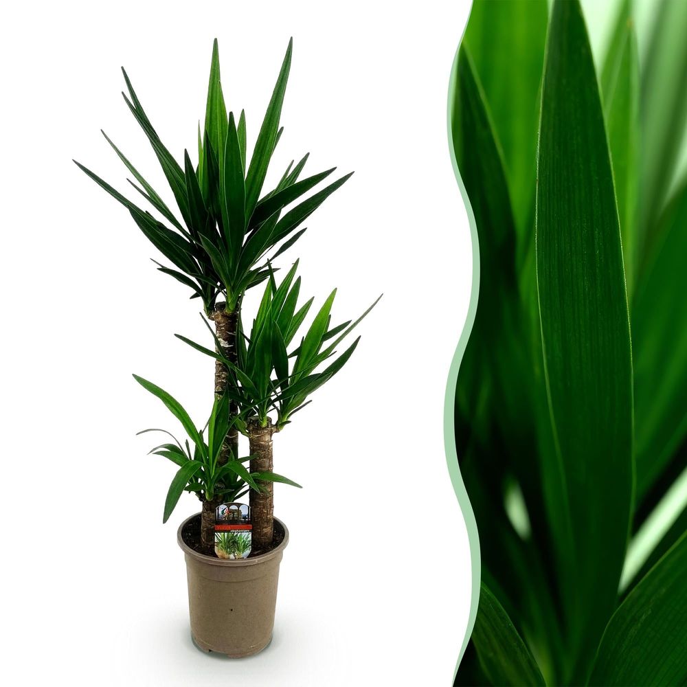 Yucca elephantipes - yucca - pot de 21cm - hauteur 100cm