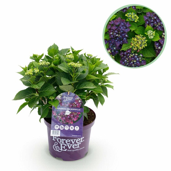 Hortensia forever & ever – pot 23 cm – hauteur 55 cm