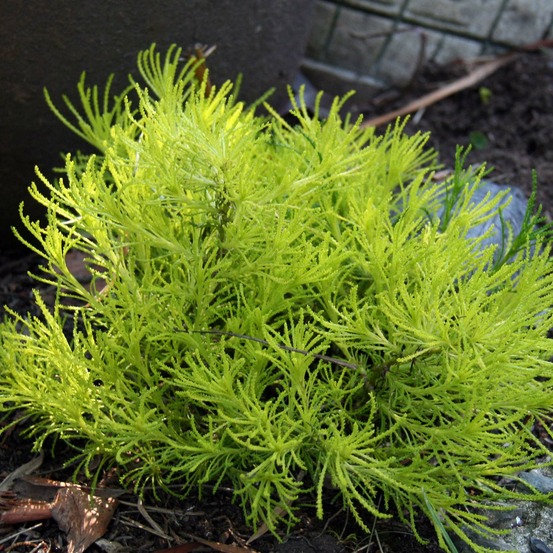 Santoline 'lemon fizz' godet de 8/9 cm