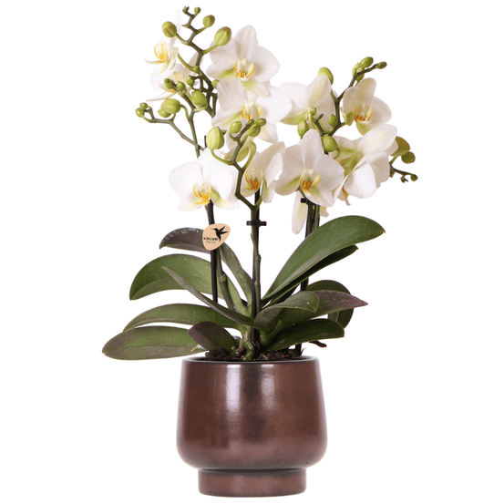 Cache‑pot scandic copper ø9 cm avec orchidée lausanne blanche