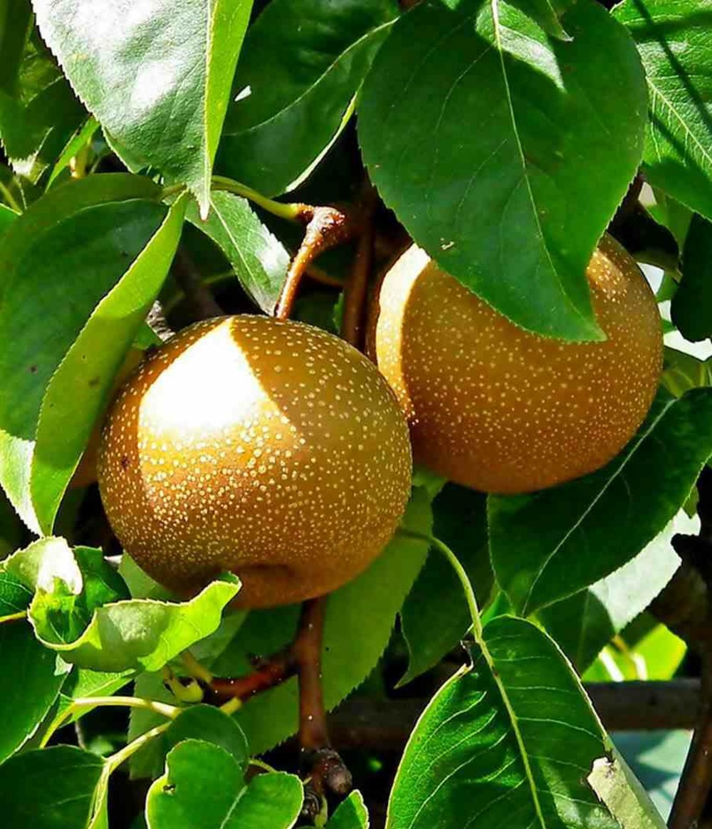 Pyrus pyrifolia (poirier chinois ou nashi) pot de 5 litres - 100/120 cm