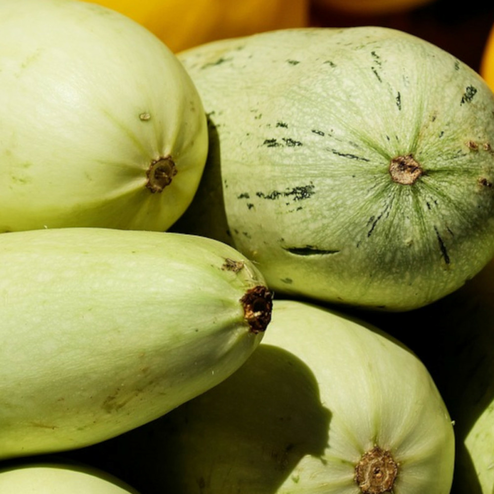 Graines de courgette adrielle hf1 - vilmorin sachet