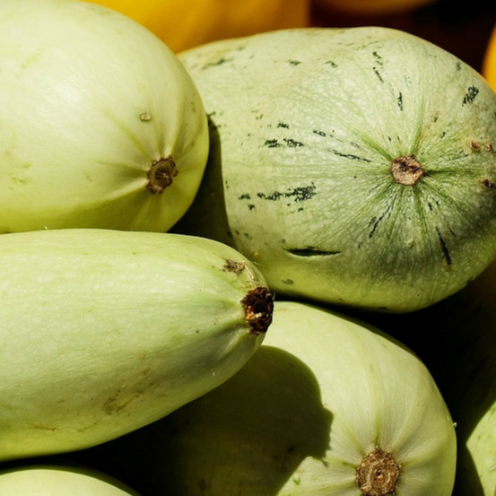 Graines de courgette adrielle hf1 - vilmorin sachet