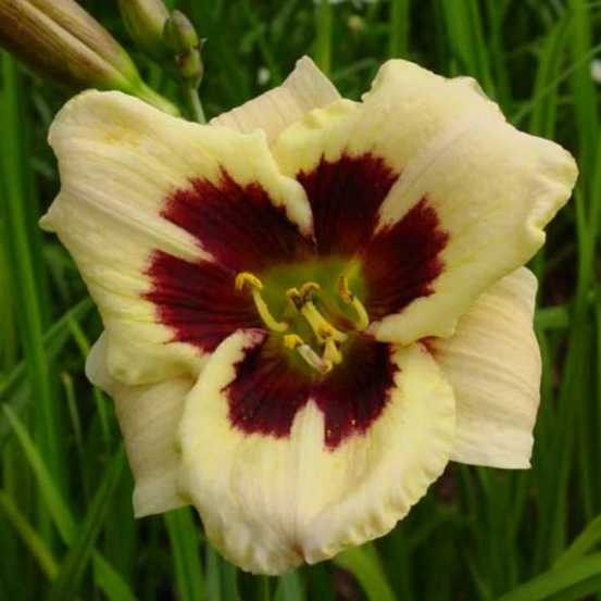 Hémérocalle moonlight masquerade godet - 5/20 cm