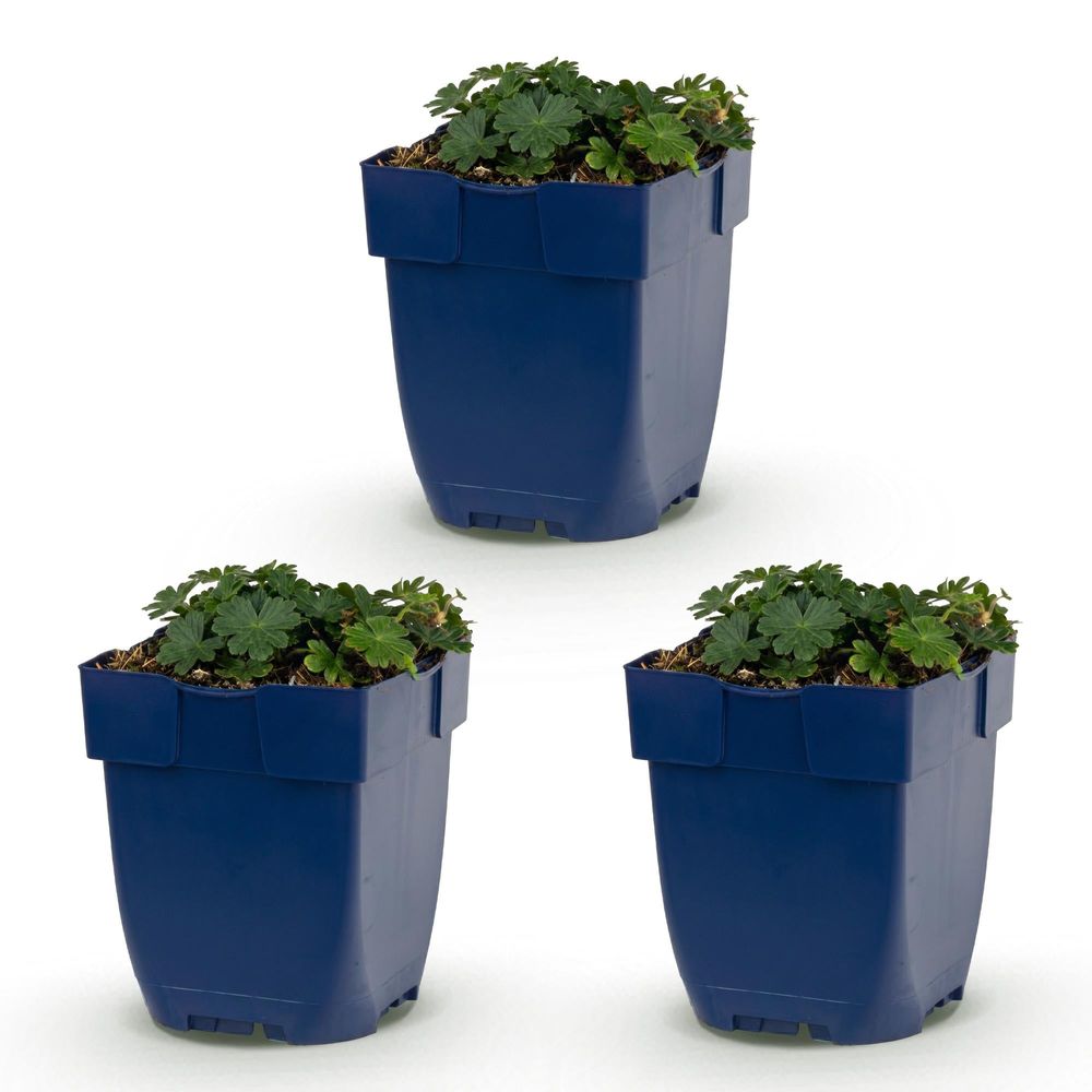 Géranium vivace sanguin 'max frei' (geranium sanguineum) - vivace couvre-sol fleurie - pot 11cm - plante d'extérieur