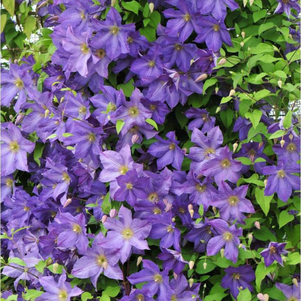 Clématite viticella solina godet - 5/20 cm