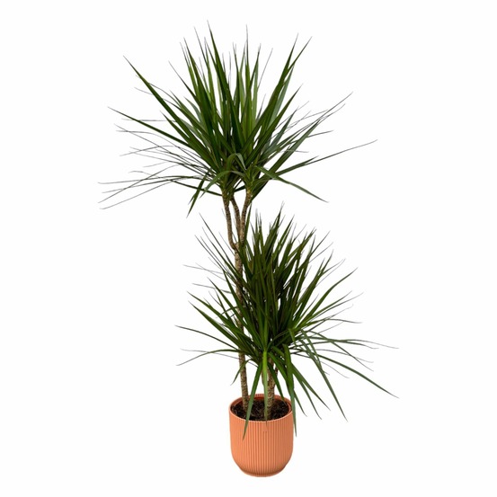 Dracaena marginata et son pot rose - hauteur 120cm