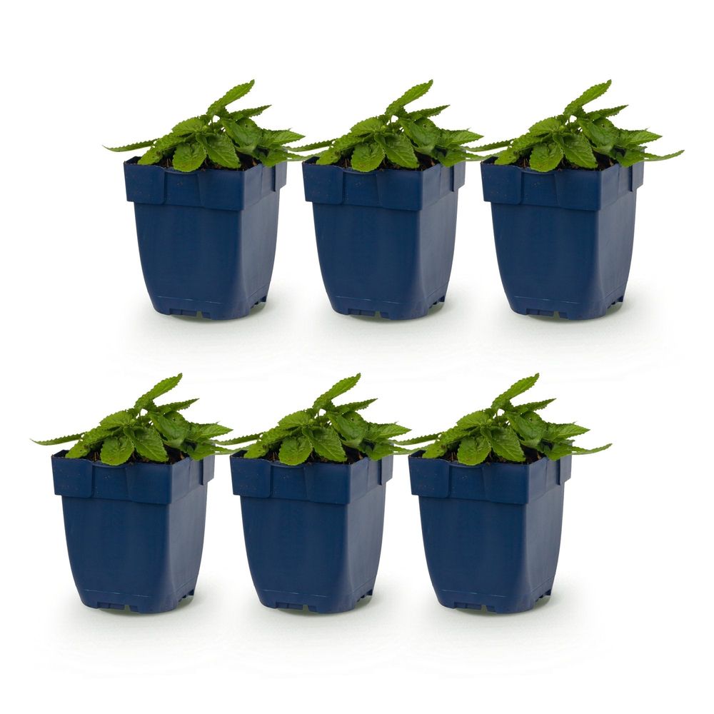 Oreille d'agneau 'ukkie' - lot de 6 - pot 11 cm - hauteur 25 cm - plante d'extérieur
