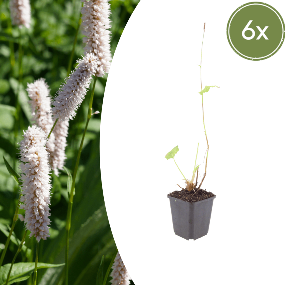 Lot de 48 - renouée bistorte (persicaria bistorta) 'superba'
