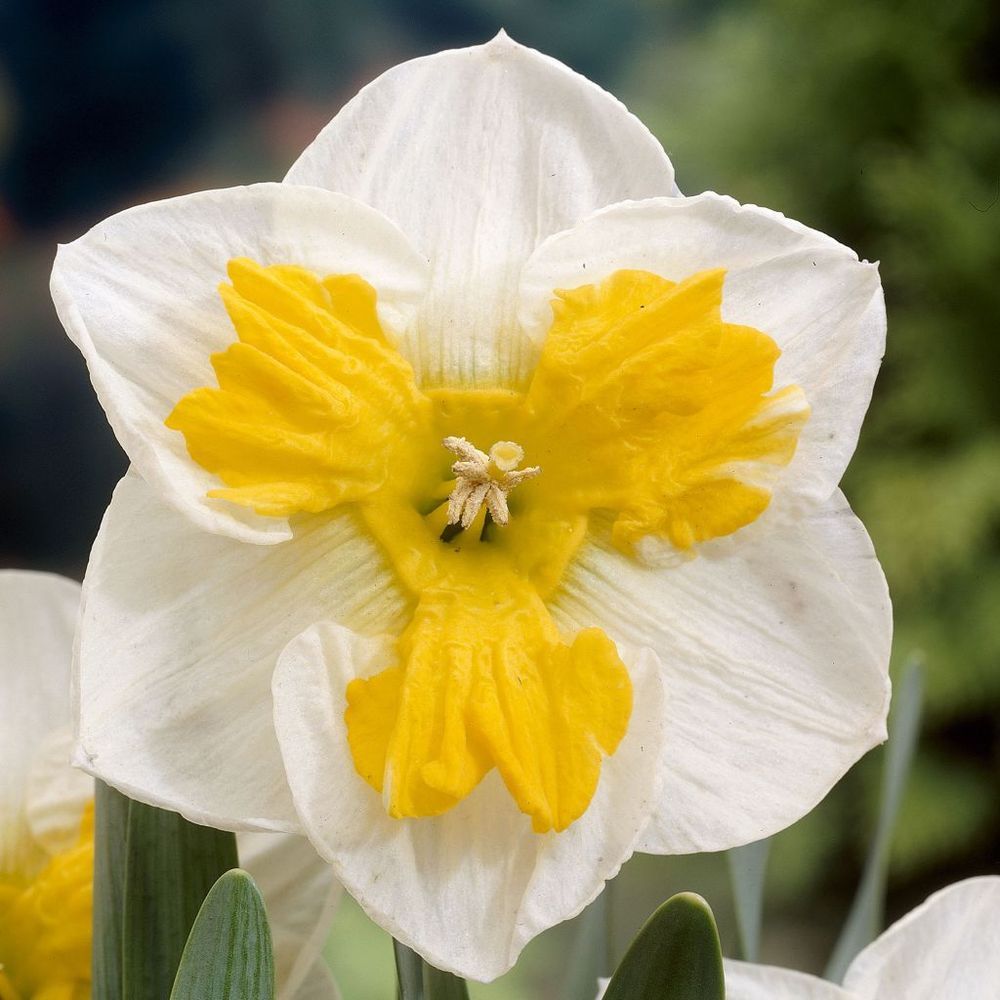 Narcisse 'tricollet' bulbe calibre 12+ (par 5)