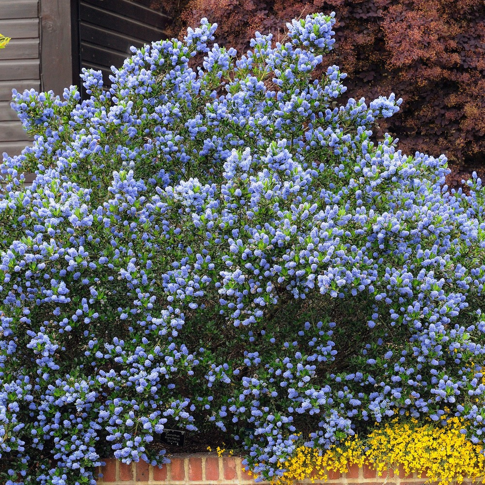 Céanothe skylark - le pot / ø 9cm, vendu par lot de 4