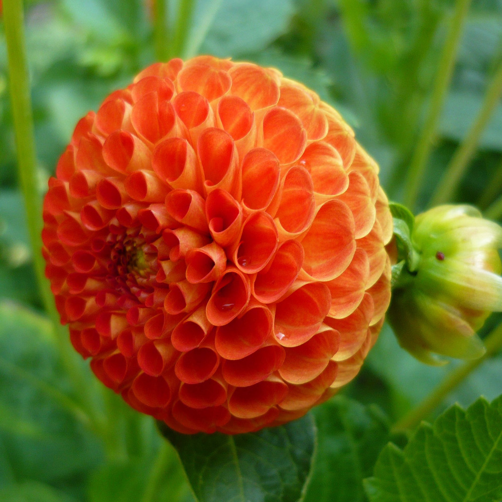Dahlia gpe pompom 'bantling' bulbe calibre i