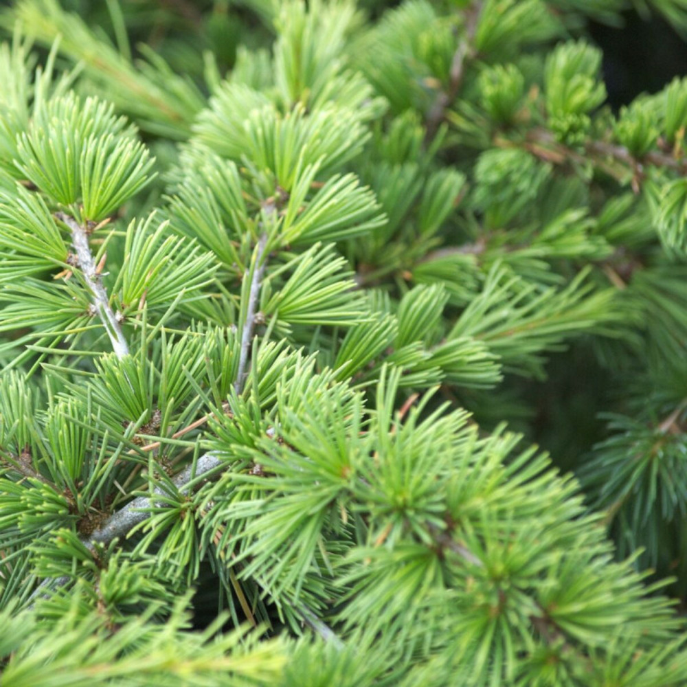 Cèdre du liban nain, cedrus libani pot de 5l - 40/60 cm