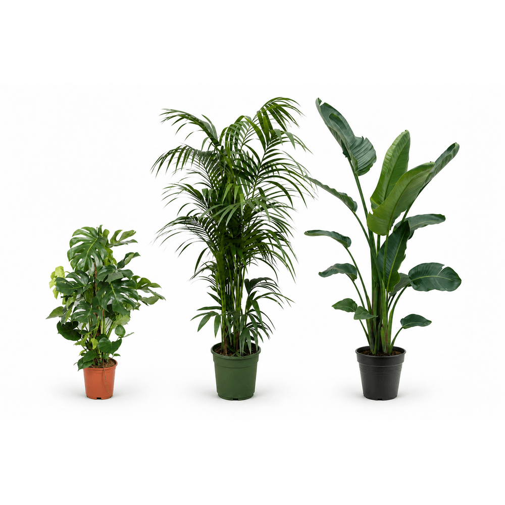 Canopée monstera — strelitzia nicolai, kentia et monstera deliciosa — lot de 3 plantes