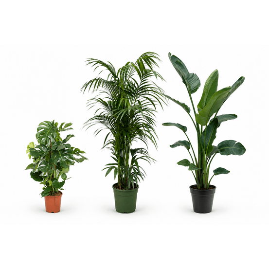 Canopée monstera — strelitzia nicolai, kentia et monstera deliciosa — lot de 3 plantes