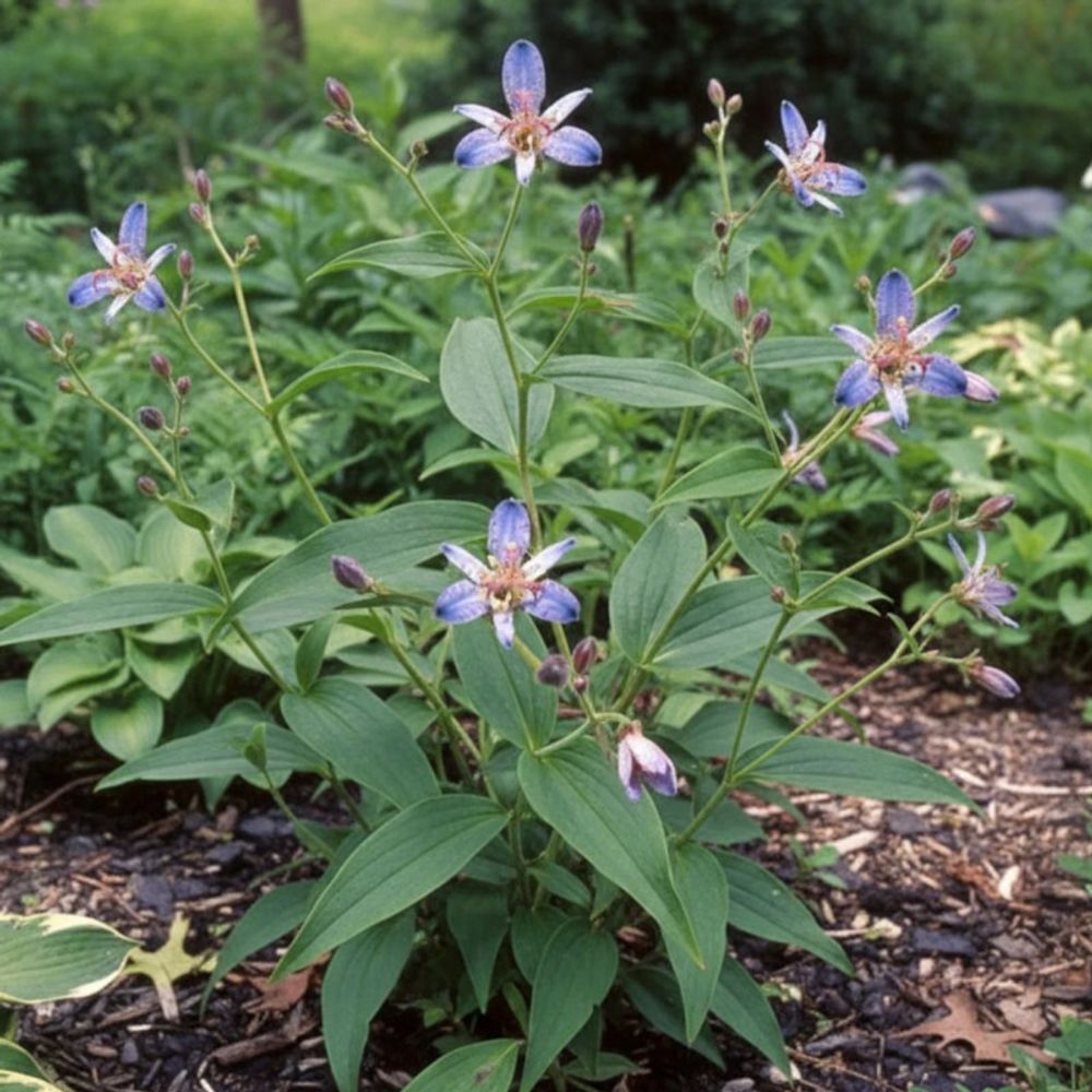 Lis orchidée blaue, tricyrtis lot de 5 godets