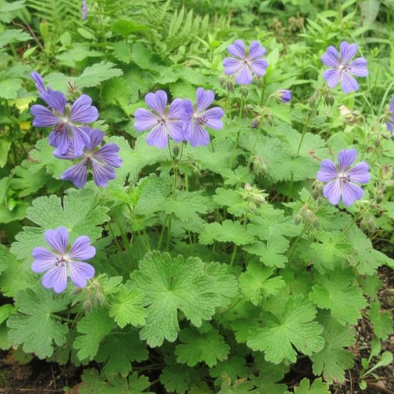 Géranium vivace terre franche godet