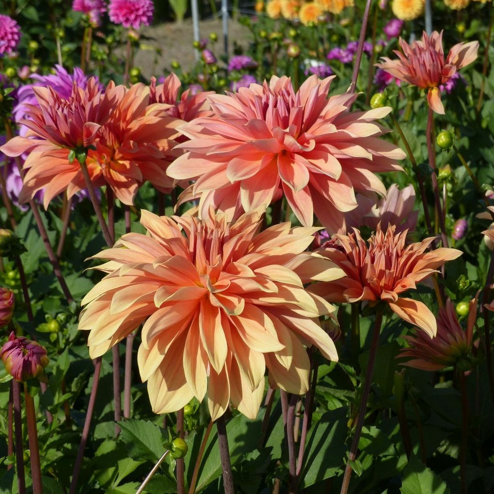 Dahlia géant décoratif 'babylon bronze' bulbe calibre i