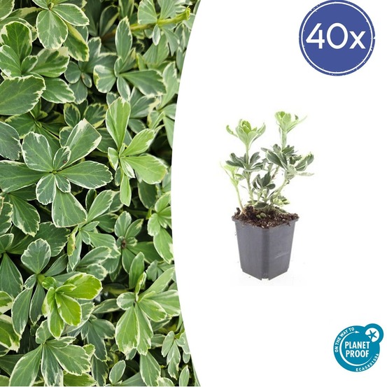 Pachysandre du japon 'variegata' x40 – entre 2,5 et 3,33m2