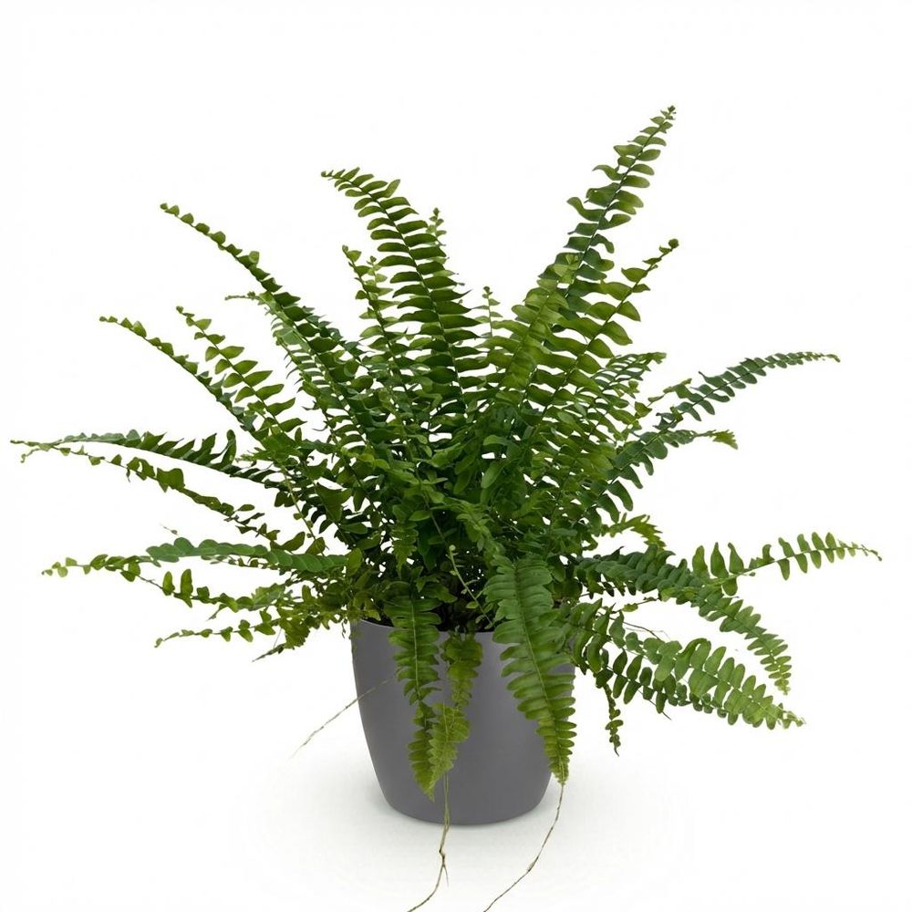 Nephrolepsis exaltata green lady - pet-friendly - pot de 12cm - hauteur 25-30cm